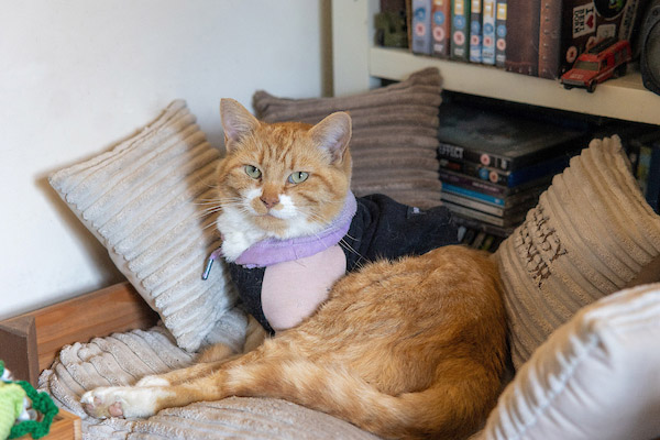 A cat with severe allergies won Pet of the Year 2024 for raising over £40,000 for charity through merchandise sales, capturing hearts worldwide with his colorful outfits and inspiring story.