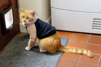 A cat with severe allergies won Pet of the Year 2024 for raising over £40,000 for charity through merchandise sales, capturing hearts worldwide with his colorful outfits and inspiring story.
