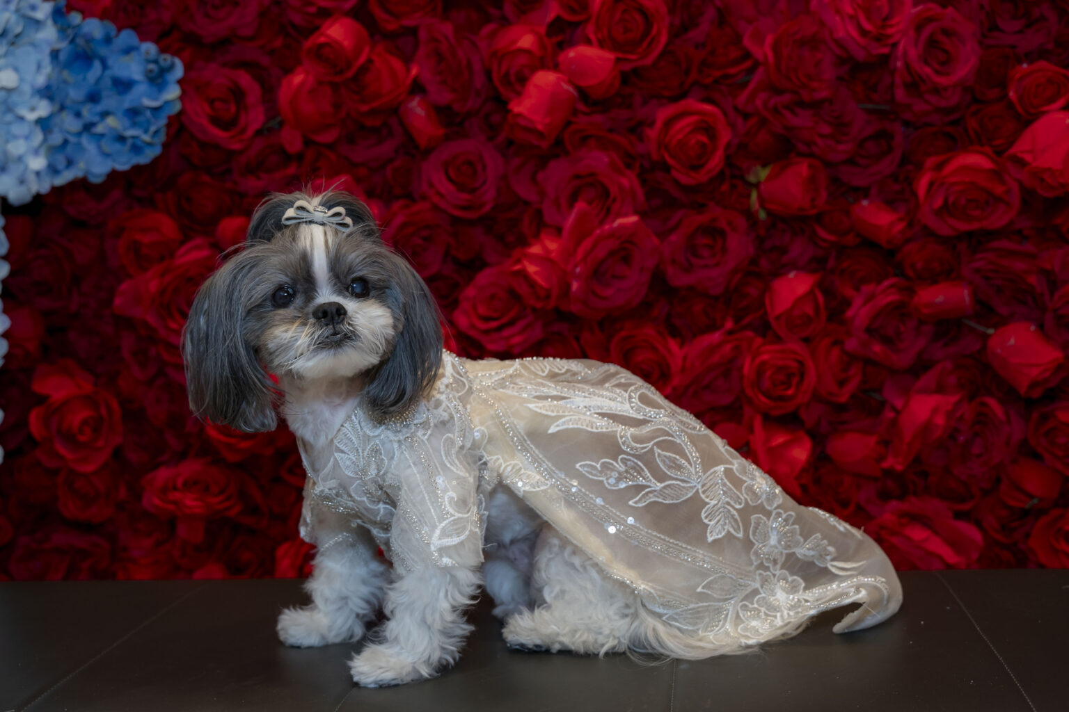 A group of dogs have recreated Met Gala looks, now on display at the American Kennel Club Museum of the Dog until July 7, 2024. Designed by Anthony Rubio, 18 pups strut their stuff inspired by celebrity favorites.