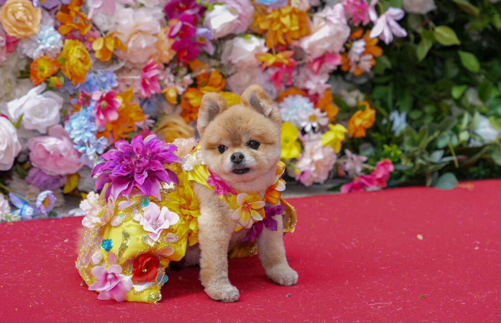 A group of dogs have recreated Met Gala looks, now on display at the American Kennel Club Museum of the Dog until July 7, 2024. Designed by Anthony Rubio, 18 pups strut their stuff inspired by celebrity favorites.