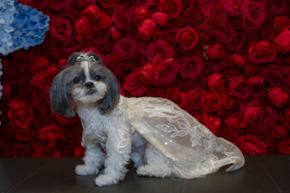 A group of dogs have recreated Met Gala looks, now on display at the American Kennel Club Museum of the Dog until July 7, 2024. Designed by Anthony Rubio, 18 pups strut their stuff inspired by celebrity favorites.