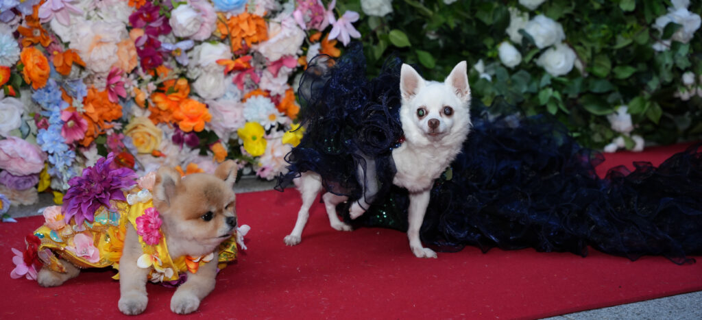 A group of dogs have recreated Met Gala looks, now on display at the American Kennel Club Museum of the Dog until July 7, 2024. Designed by Anthony Rubio, 18 pups strut their stuff inspired by celebrity favorites.