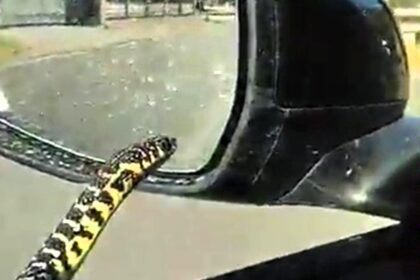 Driver Pietro Mastrosanti was shocked to find a snake slithering along his car door in Anagni, Italy. He filmed the bizarre encounter before the snake entered the car.