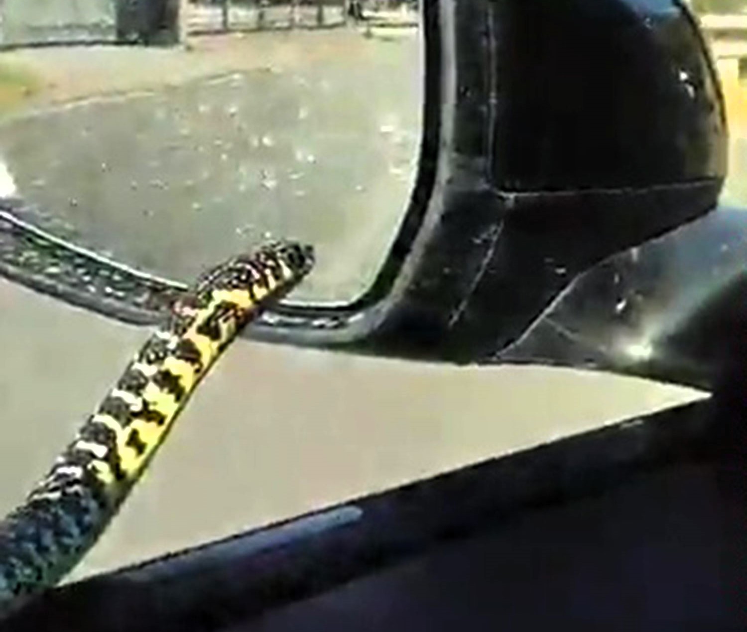 Driver Pietro Mastrosanti was shocked to find a snake slithering along his car door in Anagni, Italy. He filmed the bizarre encounter before the snake entered the car.