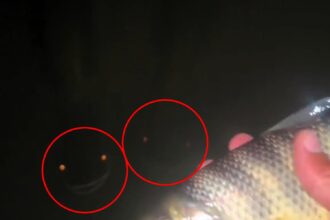 A viral video of two creepy 'monster' fish with glowing eyes and eerie smiles staring at a fisherman in Mato Grosso, Brazil, has left viewers speculating they are arapaima.
