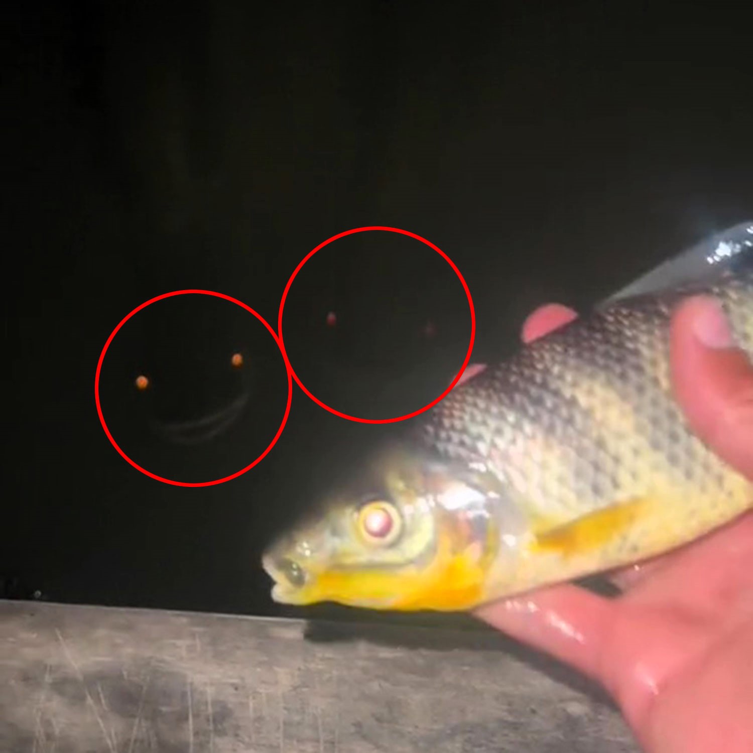 A viral video of two creepy 'monster' fish with glowing eyes and eerie smiles staring at a fisherman in Mato Grosso, Brazil, has left viewers speculating they are arapaima.