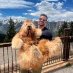 Brodie the Goldendoodle goes viral on TikTok for his enormous size. Weighing 85lbs and standing over 5ft tall, fans compare him to Chewbacca and a teddy bear.