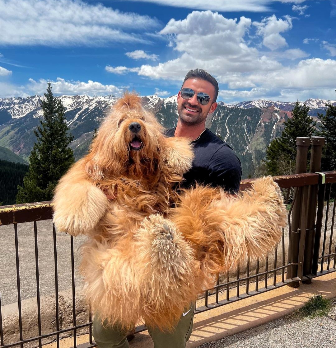 Brodie the Goldendoodle goes viral on TikTok for his enormous size. Weighing 85lbs and standing over 5ft tall, fans compare him to Chewbacca and a teddy bear.