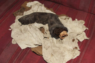 A huge mummified finger found in Egypt could suggest ancient giants existed. Discovered by adventurer Gregor Spörri in 1988, the relic measures 38 centimeters and resembles a human finger.