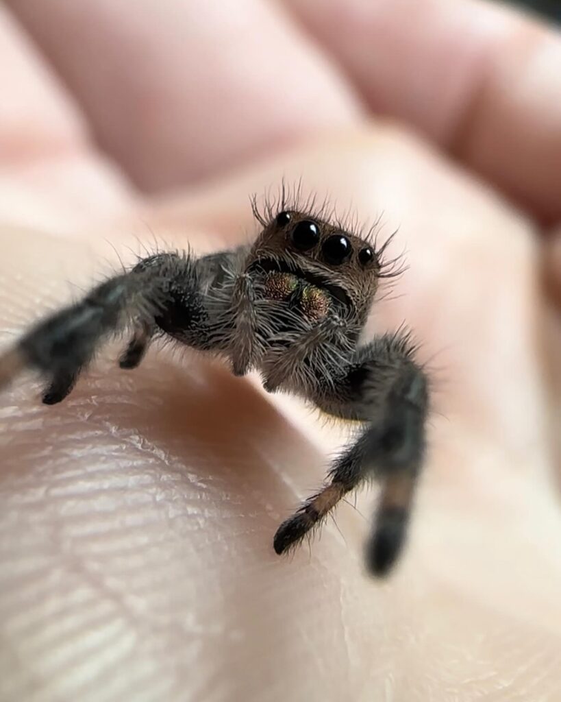 A former arachnophobe has overcome her fear and now keeps over 30 spiders as pets. Hayden Shea’s friends think she’s 'crazy' for her obsession, but she loves her eight-legged companions.