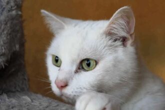 Three Lions fans are needed to adopt Kane, a partially-sighted cat named after Harry Kane. Abandoned three months ago, Kane seeks a new home during Euro 2024.