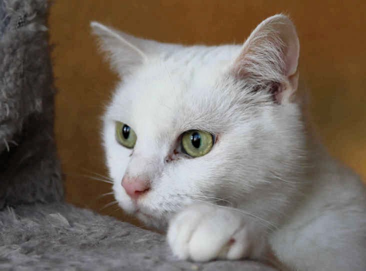 Three Lions fans are needed to adopt Kane, a partially-sighted cat named after Harry Kane. Abandoned three months ago, Kane seeks a new home during Euro 2024.