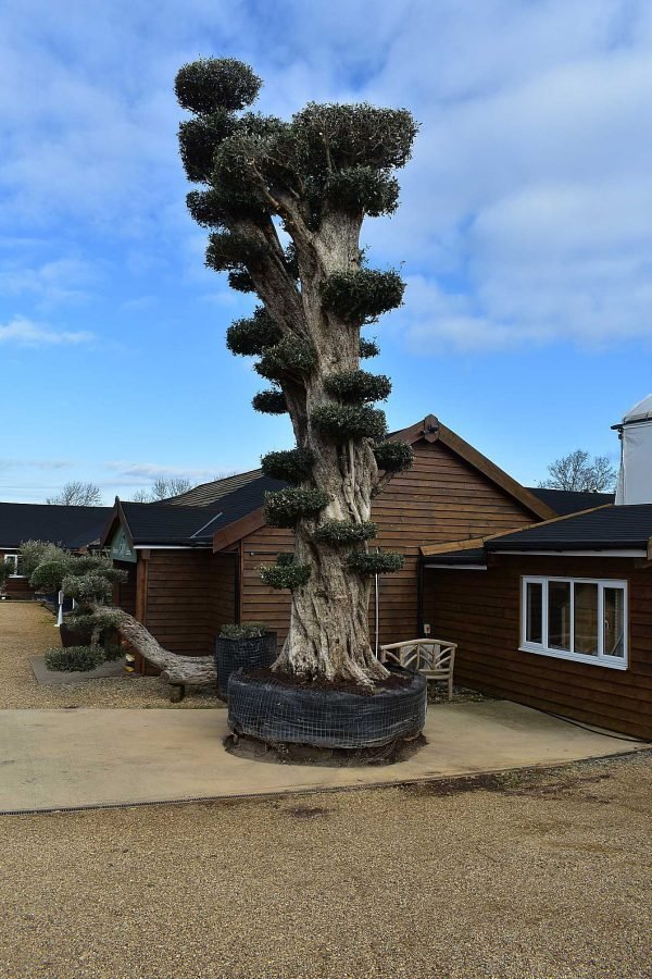 The UK's largest olive tree, 27ft tall and 850-1000 years old, is on sale for £54,000. This ancient, evergreen beauty is located in Olive Grove, Polebrook.