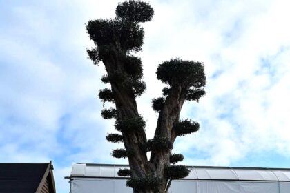 The UK's largest olive tree, 27ft tall and 850-1000 years old, is on sale for £54,000. This ancient, evergreen beauty is located in Olive Grove, Polebrook.