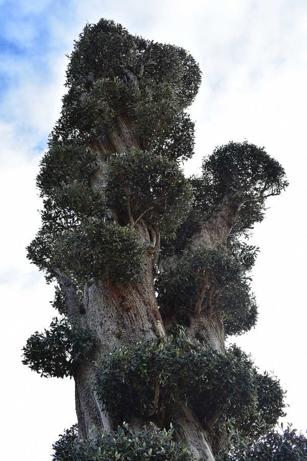 The UK's largest olive tree, 27ft tall and 850-1000 years old, is on sale for £54,000. This ancient, evergreen beauty is located in Olive Grove, Polebrook.