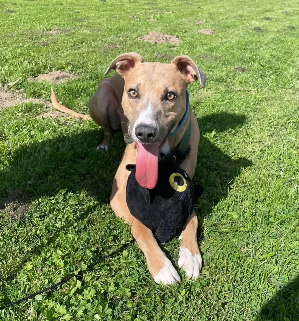 Meet Alvin, a lazy lurcher who's been in kennels for over 750 days. This affectionate couch potato needs a loving home where he can relax and be part of a family.