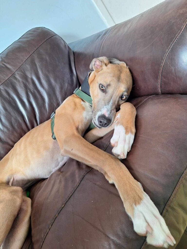 Meet Alvin, a lazy lurcher who's been in kennels for over 750 days. This affectionate couch potato needs a loving home where he can relax and be part of a family.