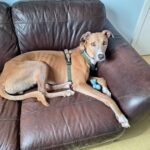 Meet Alvin, a lazy lurcher who's been in kennels for over 750 days. This affectionate couch potato needs a loving home where he can relax and be part of a family.
