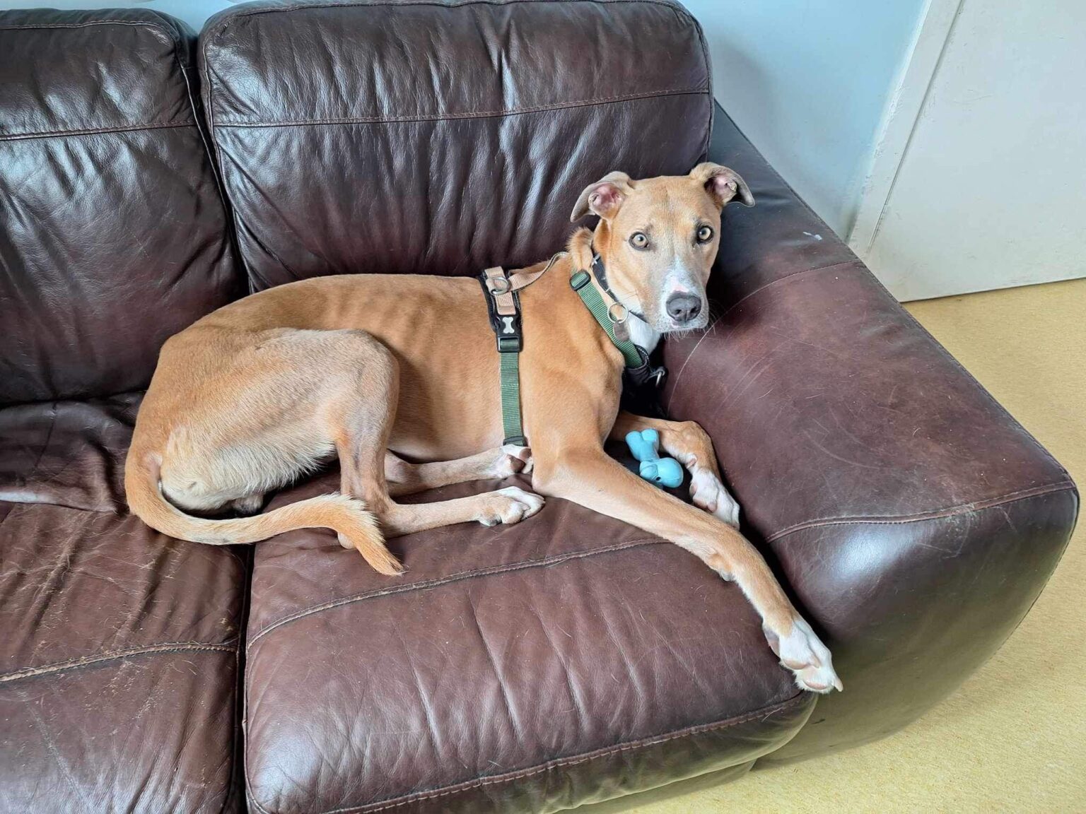 Meet Alvin, a lazy lurcher who's been in kennels for over 750 days. This affectionate couch potato needs a loving home where he can relax and be part of a family.
