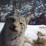 Curious lynx poses for a selfie in Russia's Sayano-Shushenski Nature Reserve, highlighting the area as a vital habitat for wild cats, captured by hidden cameras.