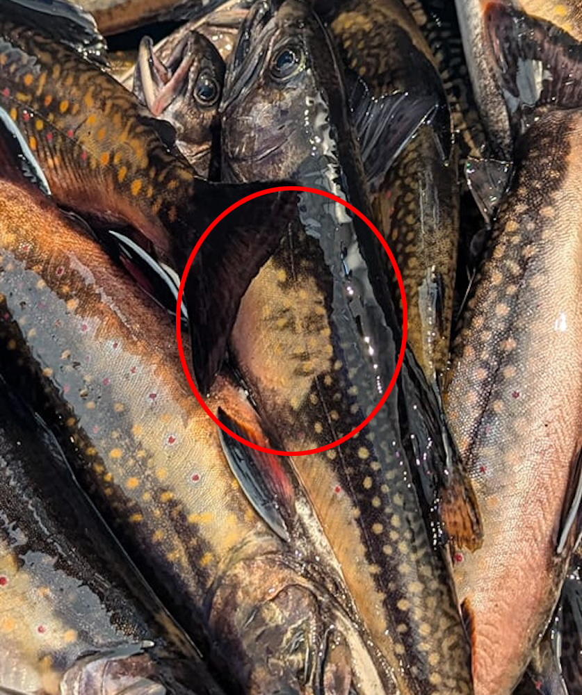 An unsuspecting woman in Hull, Quebec, spotted the face of Napoleon Bonaparte on a trout’s scales, sparking widespread amusement and disbelief among locals and online.