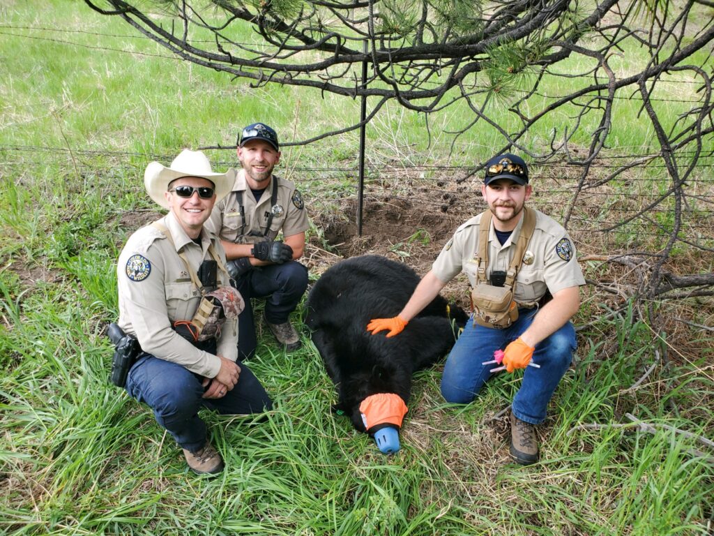 Rangers tranquilized a mother bear to rescue her cub trapped in a wire fence near Denver, Colorado, ensuring a safe reunion and happy ending for the bear family.