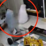 Two crooks in bed sheets robbed a family home in Montanha, Brazil, stealing valuables worth £5,990. CCTV captured the bizarre heist.