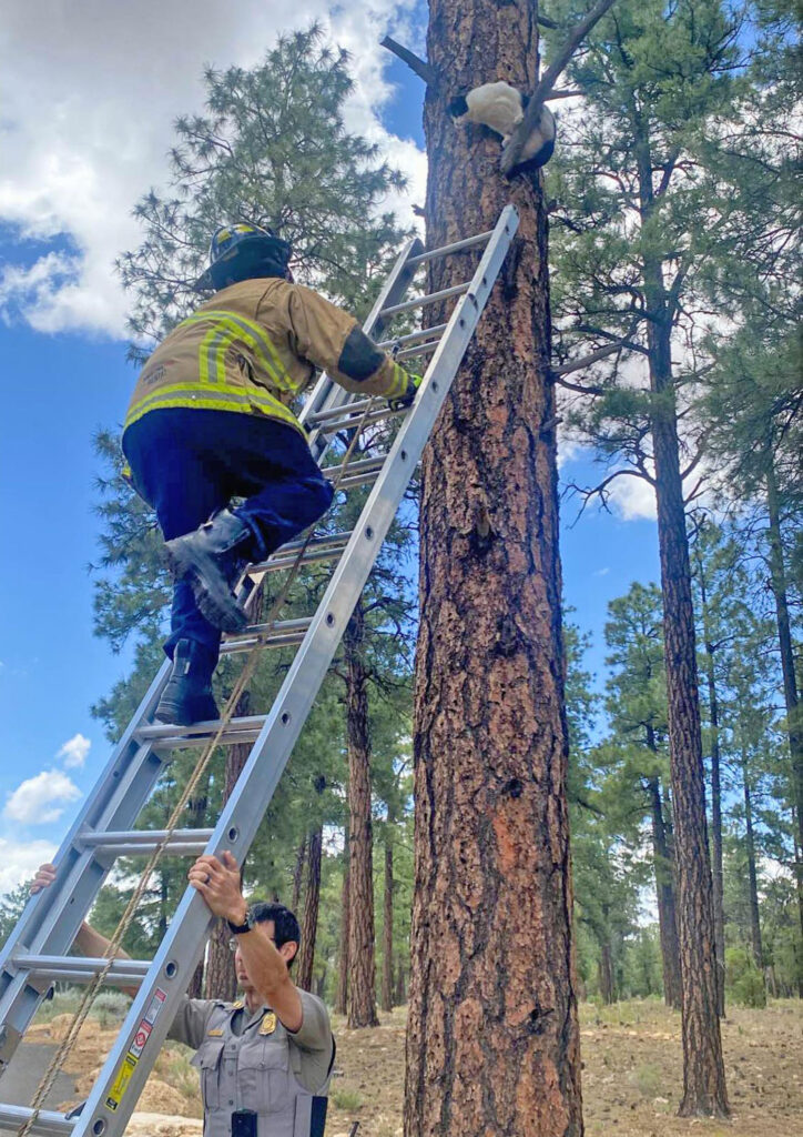 Mortified cat rescued from Grand Canyon tree delights pet lovers with its hilarious, 'embarrassed' expression. Firefighters save the day and return the adventurous kitty to its owners.