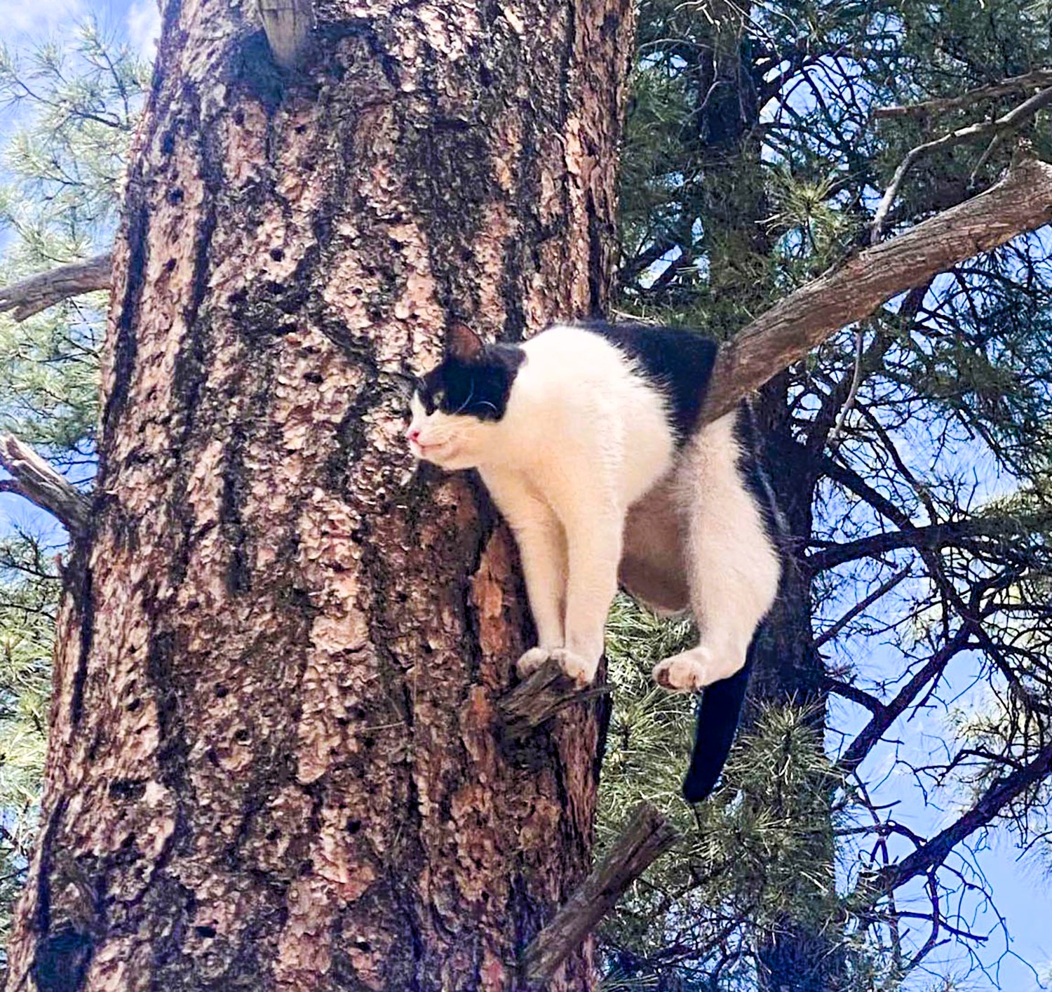 Mortified cat rescued from Grand Canyon tree delights pet lovers with its hilarious, 'embarrassed' expression. Firefighters save the day and return the adventurous kitty to its owners.