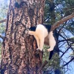 Mortified cat rescued from Grand Canyon tree delights pet lovers with its hilarious, 'embarrassed' expression. Firefighters save the day and return the adventurous kitty to its owners.