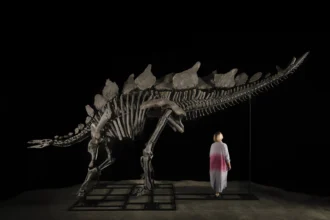 150-million-year-old Stegosaurus fossil 'Apex' set to sell for £4.7 million at Sotheby's Geek Week auction, marking it the most expensive Stegosaurus ever sold.