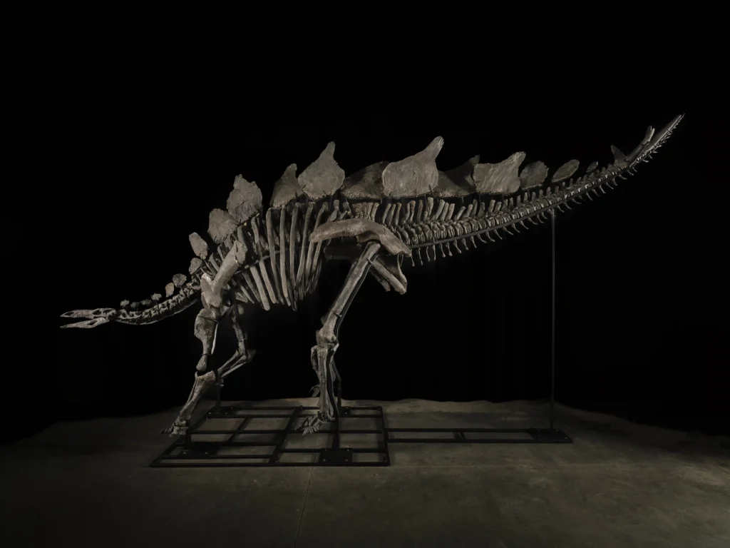 150-million-year-old Stegosaurus fossil 'Apex' set to sell for £4.7 million at Sotheby's Geek Week auction, marking it the most expensive Stegosaurus ever sold.