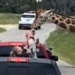Shocking moment at Fossil Rim Safari as a giraffe tries to snatch a toddler from a car. Luckily, the child was unharmed. Family laughs it off and buys giraffe-themed souvenirs.
