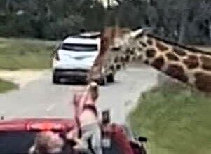 Shocking moment at Fossil Rim Safari as a giraffe tries to snatch a toddler from a car. Luckily, the child was unharmed. Family laughs it off and buys giraffe-themed souvenirs.
