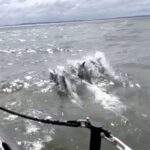 A pod of 15 joyful dolphins spotted frolicking off the Liverpool coast captivates viewers with 35,000 views. Hoylake RNLI crew captures incredible footage during training.