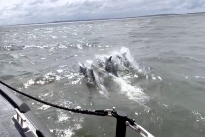 A pod of 15 joyful dolphins spotted frolicking off the Liverpool coast captivates viewers with 35,000 views. Hoylake RNLI crew captures incredible footage during training.