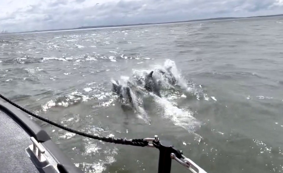 A pod of 15 joyful dolphins spotted frolicking off the Liverpool coast captivates viewers with 35,000 views. Hoylake RNLI crew captures incredible footage during training.