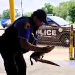 Police officer Donald Aubrey, dubbed the 'reptile wrangler,' tackled a python in a garden and an alligator in a school in one week, showing bravery and dedication to keeping his community safe.