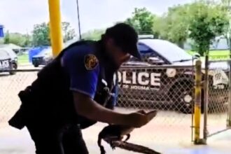 Police officer Donald Aubrey, dubbed the 'reptile wrangler,' tackled a python in a garden and an alligator in a school in one week, showing bravery and dedication to keeping his community safe.