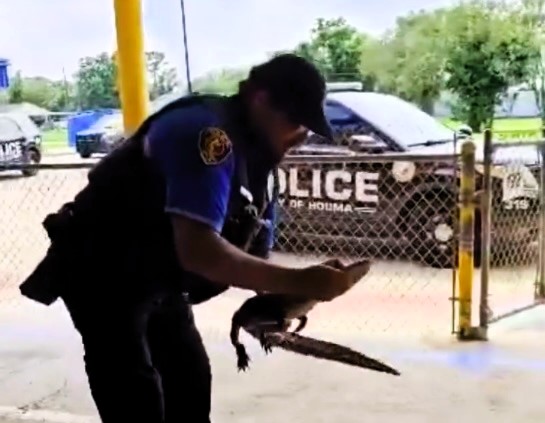 Police officer Donald Aubrey, dubbed the 'reptile wrangler,' tackled a python in a garden and an alligator in a school in one week, showing bravery and dedication to keeping his community safe.