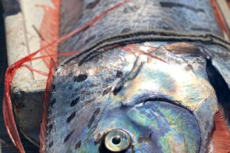 Rare deep-sea oarfish rescued from shark attack off Baja California Sur. Seen as earthquake harbingers, the 9.8-ft fish later died, sparking social media intrigue.