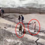 Two reckless tourists jumped a safety fence at Yosemite, posing on a cliff edge. Captured on video by Maddie Hopkins, the clip has gone viral, sparking outrage over their dangerous stunt.