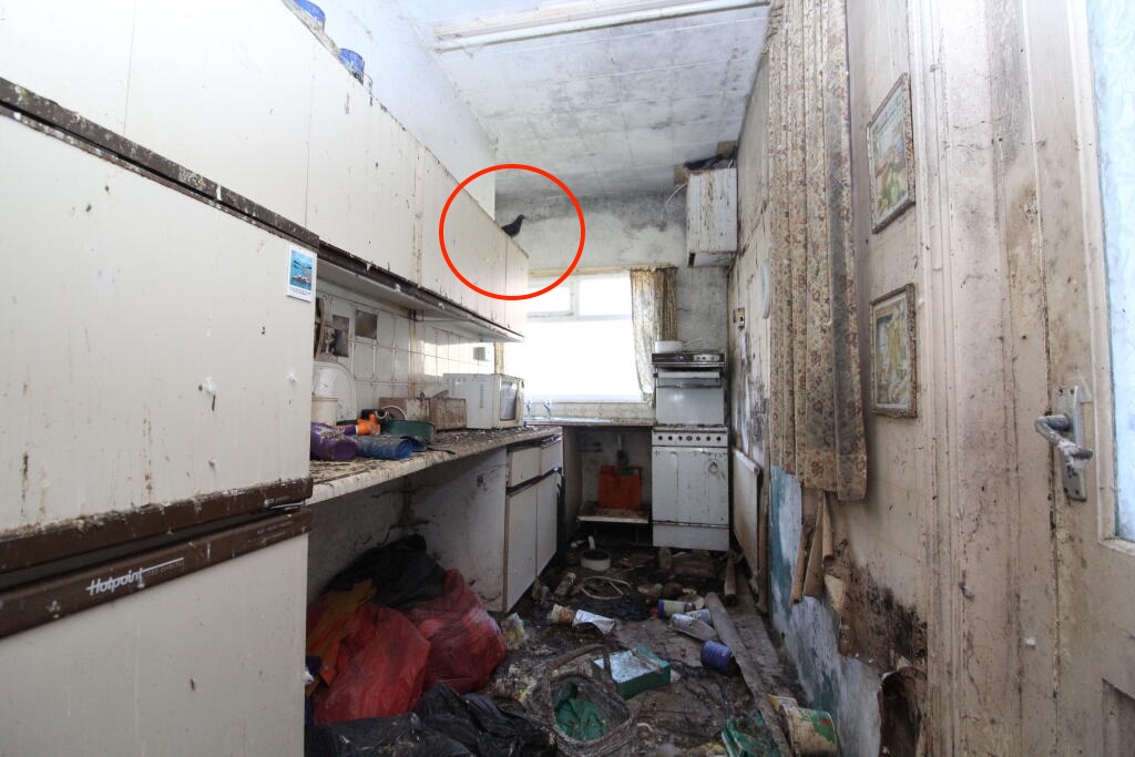 £65K Home with Pigeon Problem! Fixer-upper or Feathered Friend's Paradise? See Pics!