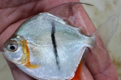 Scientists discovered a new pacu species, Myloplus sauron, named after the Lord of the Rings villain due to its eye-like markings. This Amazonian fish has a plant-based diet.