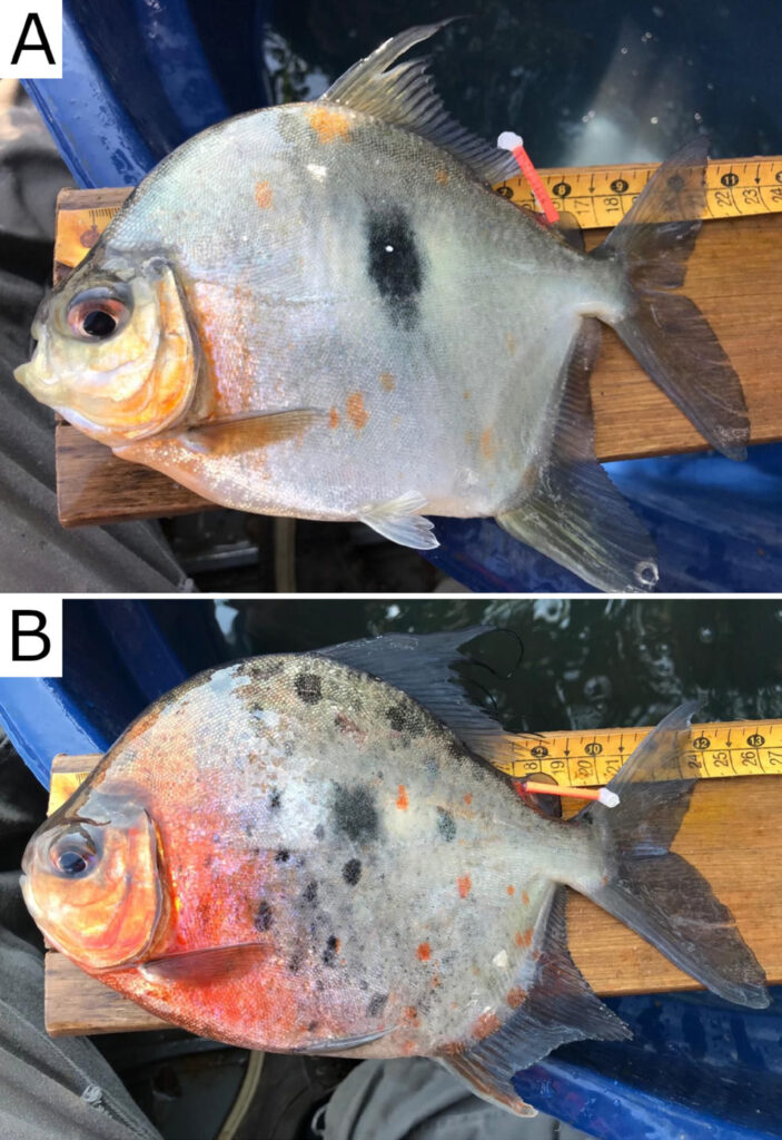 Scientists discovered a new pacu species, Myloplus sauron, named after the Lord of the Rings villain due to its eye-like markings. This Amazonian fish has a plant-based diet.