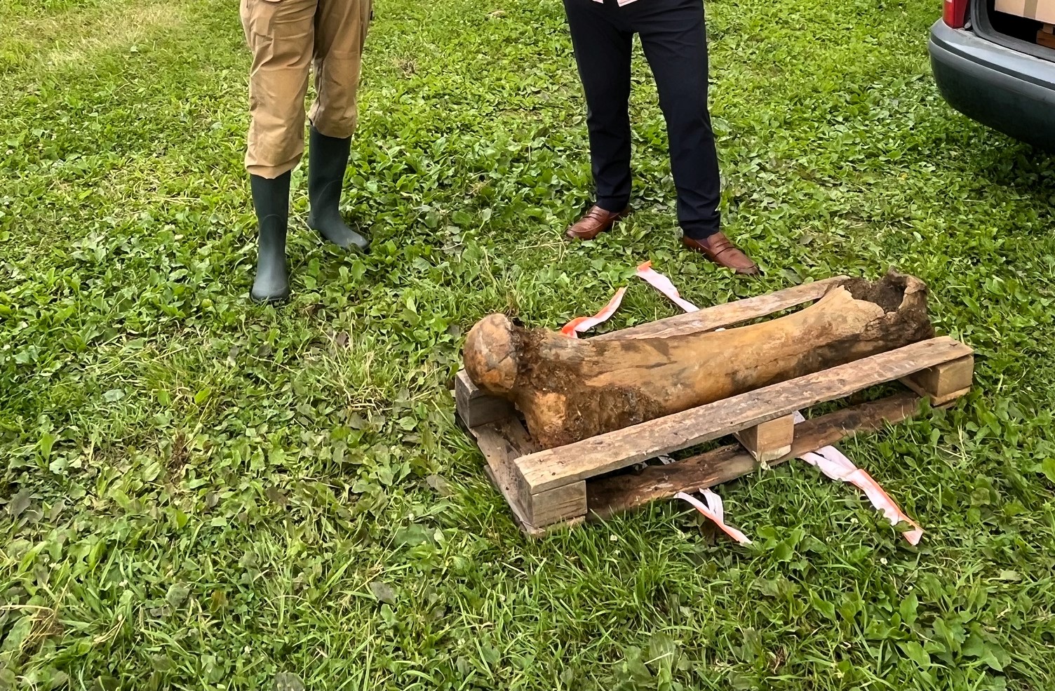 Angler in Poland discovers Ice Age mammoth bone while fishing at the Raba River. Experts confirm the find, dating back to the Pleistocene epoch. Read more about this incredible discovery.