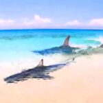 A clip of a high-speed shark chase close to a beach in Exmouth, Australia has horrified social media users. The hammerhead shark pursuit, just inches from the shore, has over three million views.