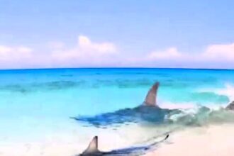 A clip of a high-speed shark chase close to a beach in Exmouth, Australia has horrified social media users. The hammerhead shark pursuit, just inches from the shore, has over three million views.