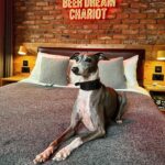 The top 5 dog-friendly hotels in the UK, offering luxurious amenities like custom cakes, private beaches, and gourmet pet menus to pamper your furry friend.
