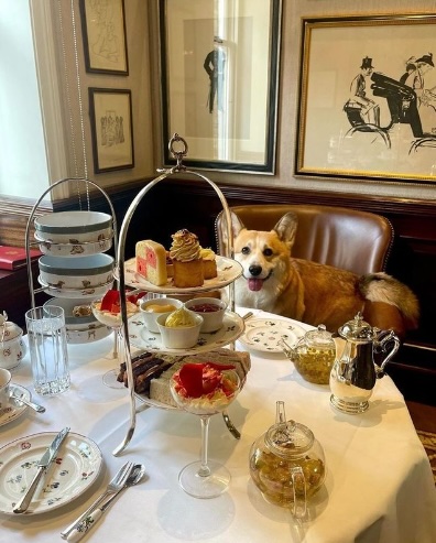 The top 5 dog-friendly hotels in the UK, offering luxurious amenities like custom cakes, private beaches, and gourmet pet menus to pamper your furry friend.